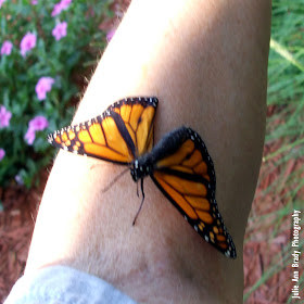 New Monarch Butterfly on my Forearm