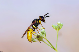 avispa-lobo-de-las-abejas-philanthus-triangulum-en-flor-blanca-