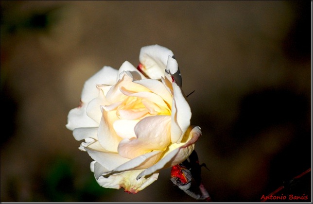 4 DSC_9247x1
