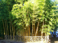 Bamboo And Shibas2