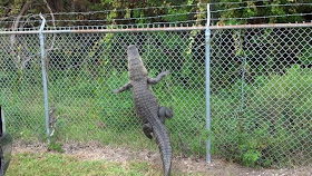 Funny animals of the week - 28 February 2014 (40 pics), crocodile climbs fence