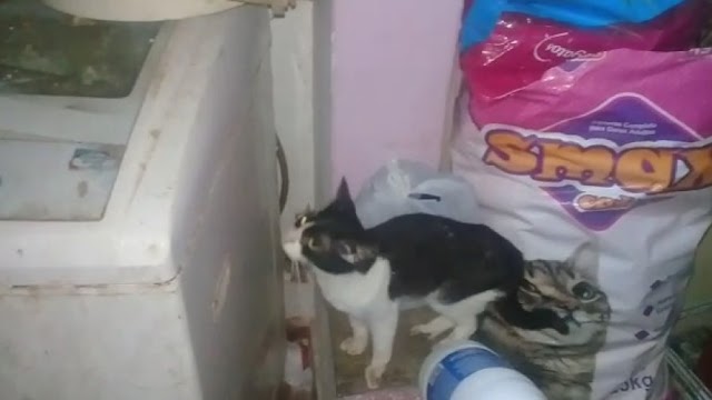 Mais de 20 gatos morrem após serem mantidos em cárcere privado; assista