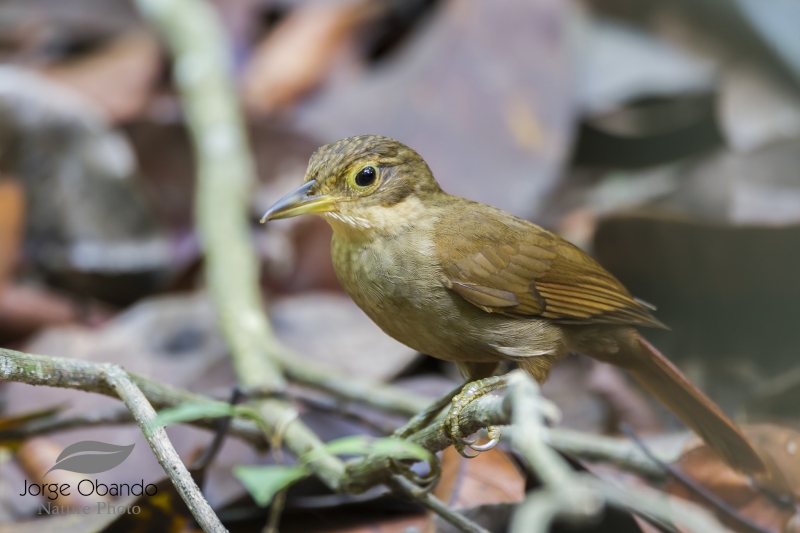 Pássaro Barranqueiro-Pardo (Automolus infuscatus)