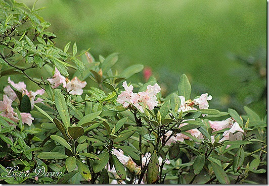 DA_Azalea_Pink