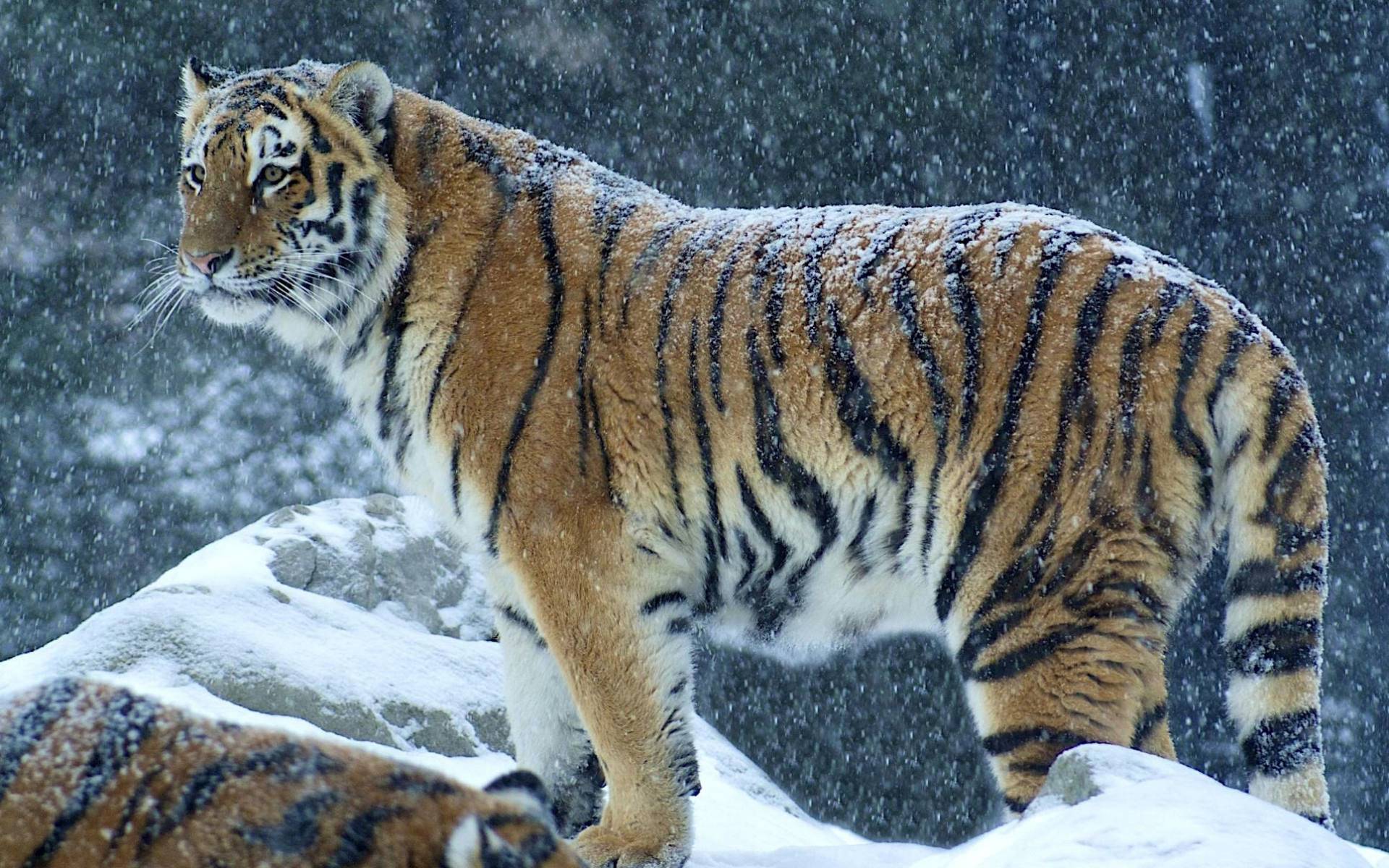 Snow Leopard | Encyclopedia Animals