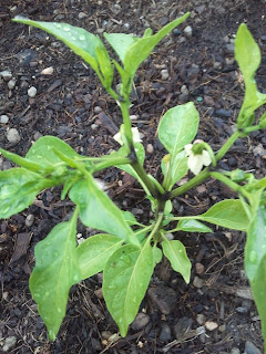 Black stem on pepper plant