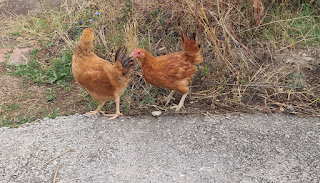 Two red chickens