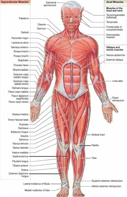 anatomi otot rangka manusia