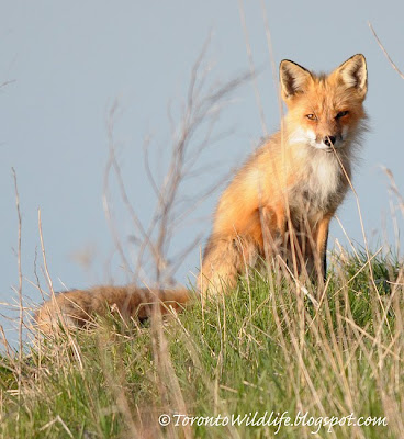 Fox looking at photographer