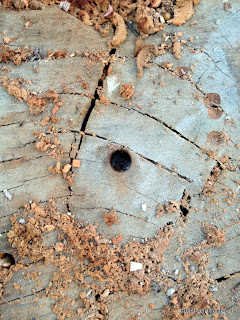 Stump drilled to promote decomposition