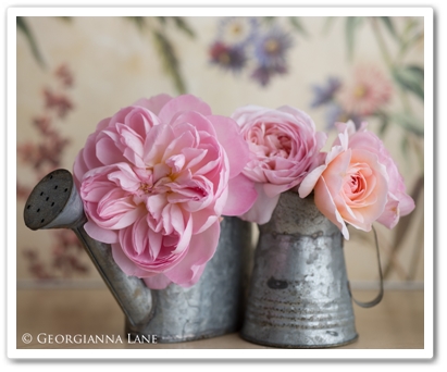 georgianna lane, garden roses, trädgårdsrosor, david austin rosor, david austin roses