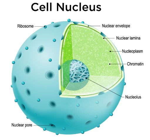 apa yang dimaksud dengan inti sel