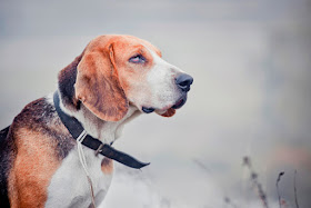 Hunters will make sure their dog is wearing a collar with contact info, maybe even a tracker.