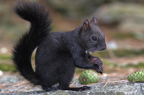 Black Squirrel