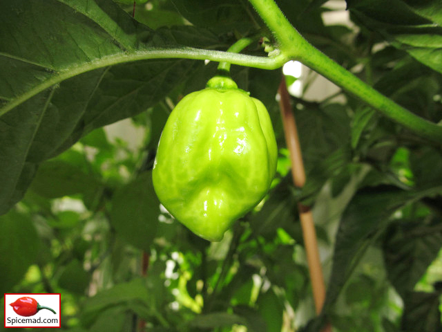 Caribbean Red Habanero - 1st August 2013