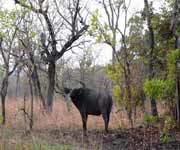 Comoe National Park