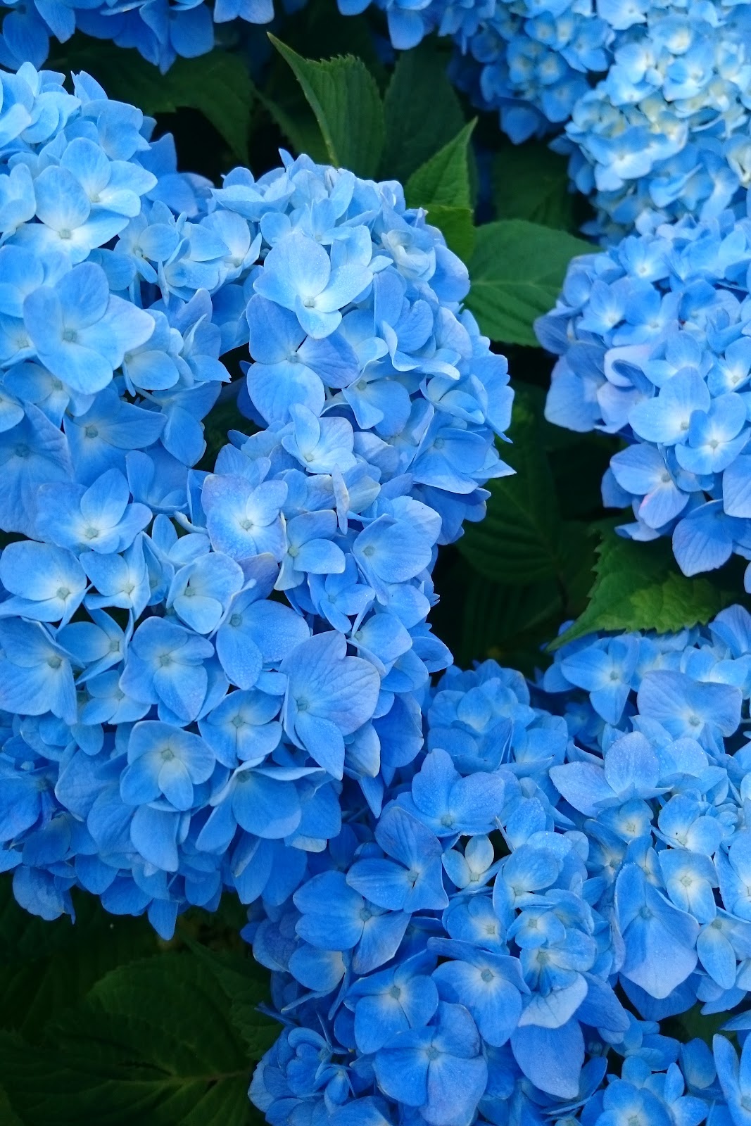 雨に濡れた青い紫陽花