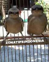 CARA MEMBEDAKAN DAN MEMILIH ANAKAN BURUNG CENDET JANTAN LENGKAP DENGAN GAMBAR