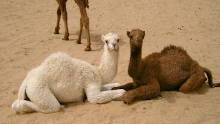 camellos tiernos