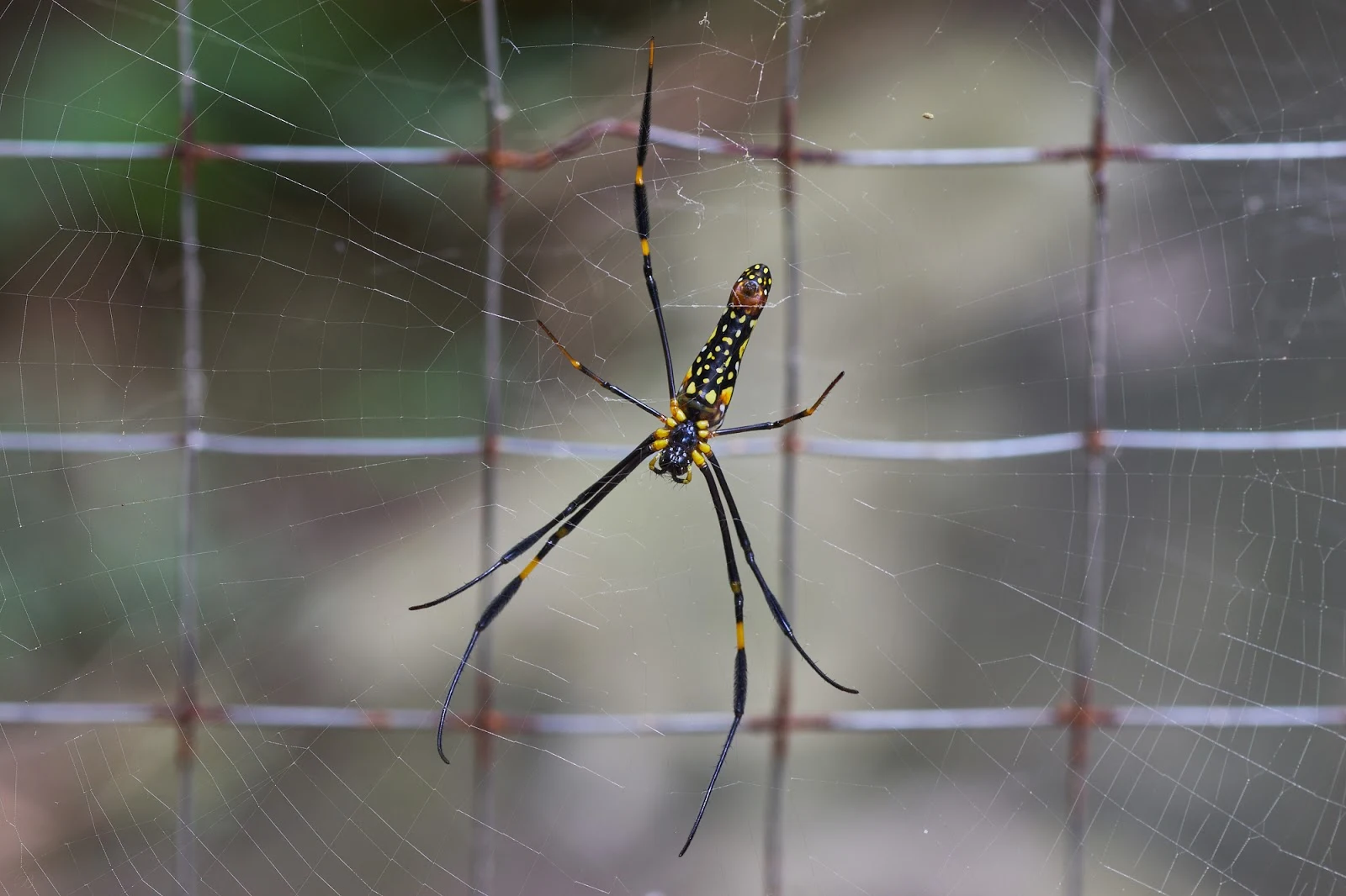 Orb Weavers come in many sizes and colors. This one will grolw until there is a nine inch spred between leg tips. It will also have a web up to four meters wide with the strength to ensnare small birds in flight. 