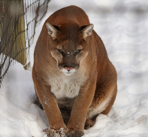 Pictures of Truly Adorable Animals in Snow