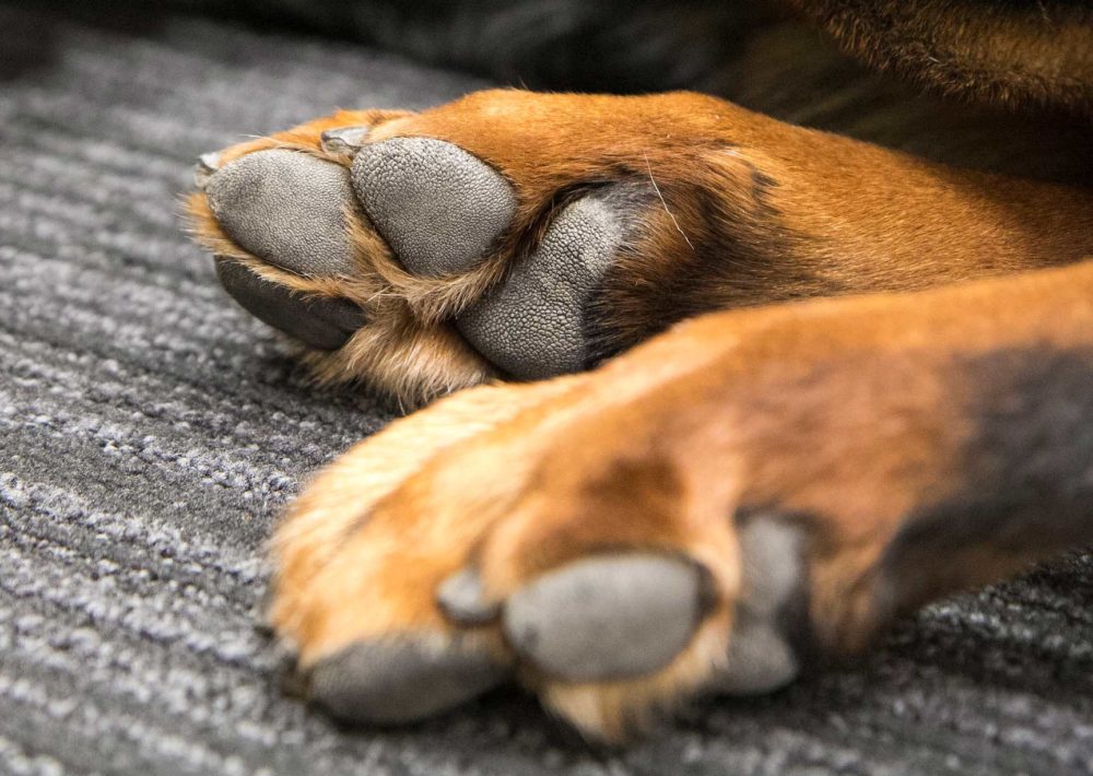 Chulé de cachorro é normal?