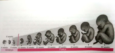 Baby development,conception, implantation, fertilization, stage of zygote, embryonic and stages of fetal development