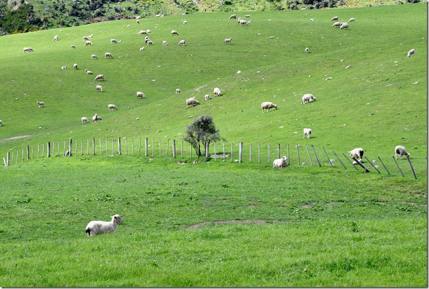 sheeps