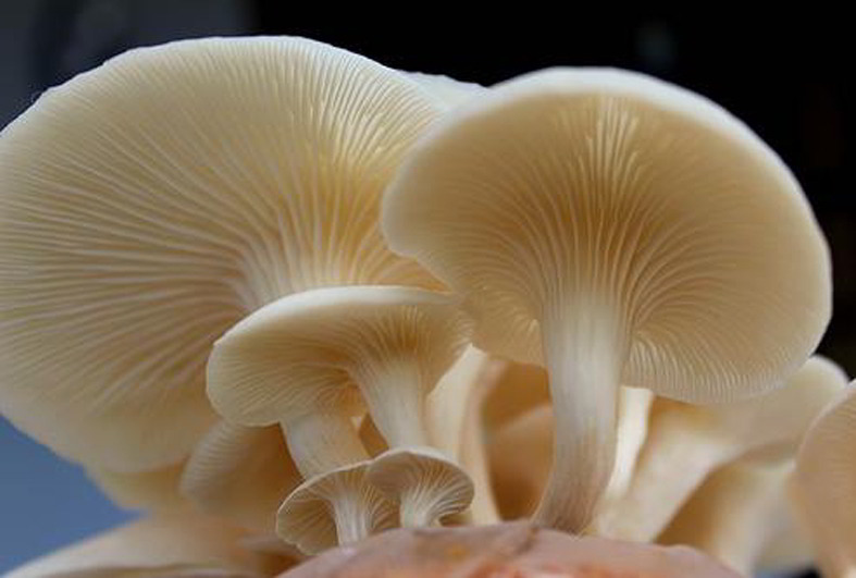 Pengenalan Tentang Jamur  Fungi Dalam Kehidupan Sehari 