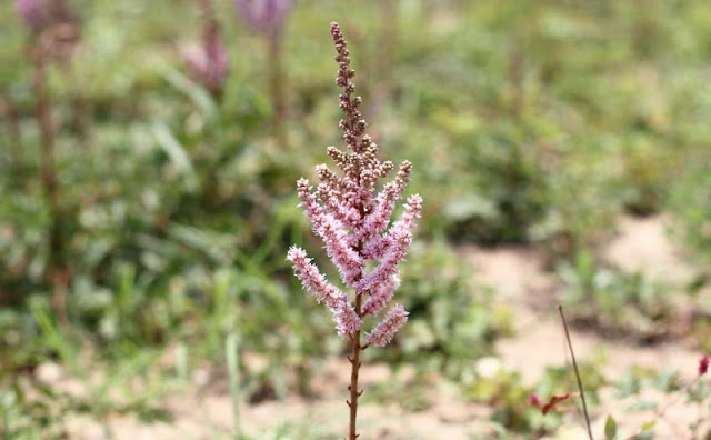 Astilbe Flowers Pictures