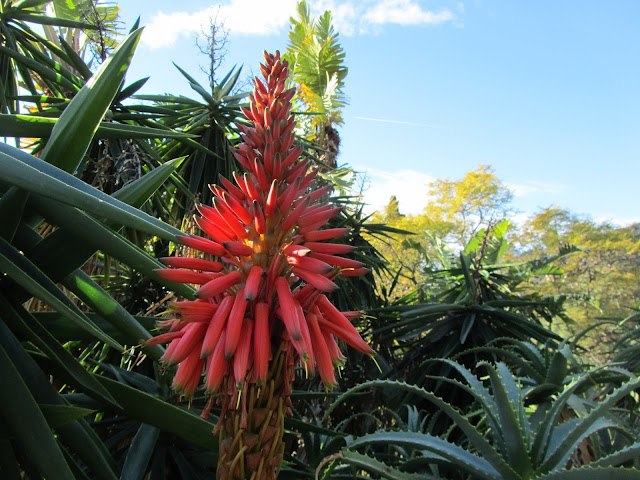 Fiori Aloe Padre Zago