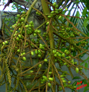 Palm, palem, hias taman. Kehijauan Rerumputan dan Dedaunan - Greeny Grasses