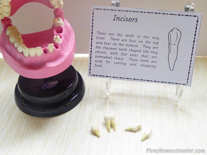 dental lessons