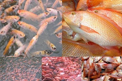 5 Cara Budidaya Ikan Nila untuk Pemula (Panduan Lengkap)