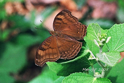 Chocolate Pansy Butterfly