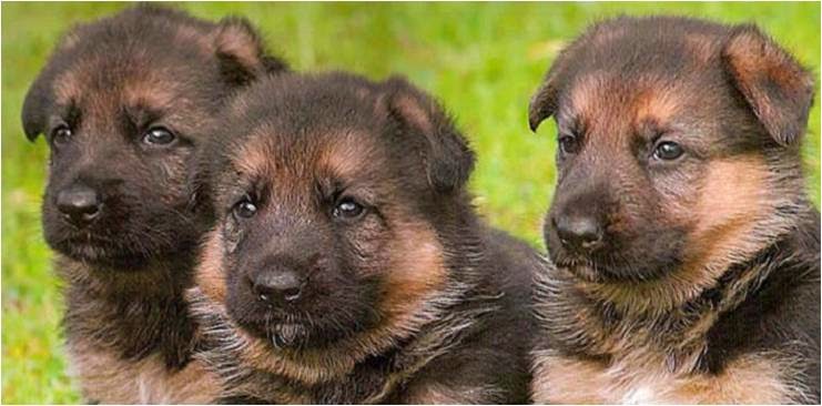 German Shepherd Puppy 