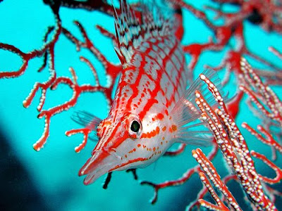 Beautiful Underwater Stunning Photos