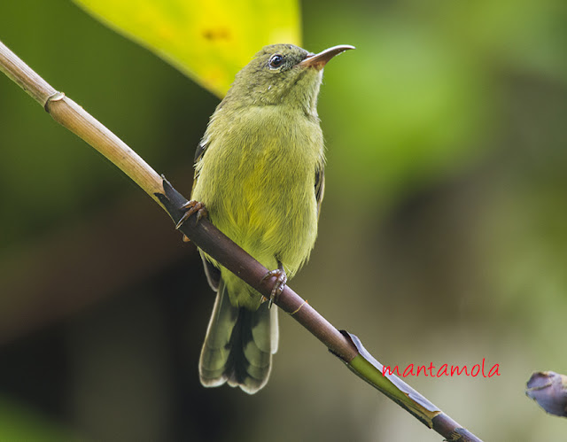 Crimson Sunbird (Aethopyga siparaja)