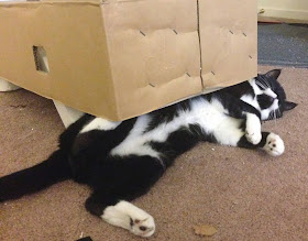 Funny cats - part 91 (40 pics + 10 gifs), cat sleeps under a box