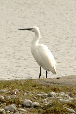 Lytse Wite Reager - Kleine Zilverreiger - Egretta garzetta