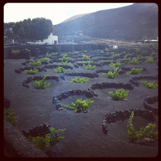 An example of a Vineyard in Lanzarote