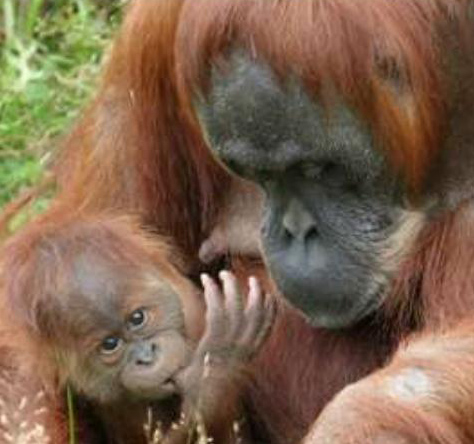 Orangutan Kalimantan Hewan  Primata  Dilindungi  Animals Box