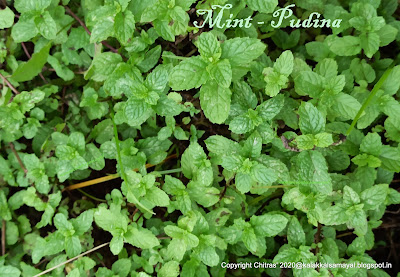 Tamil : Pudina; Common Name : Mint