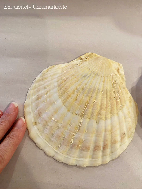 Large Fan Scallop Shells For Crafts