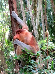 Bako National Park : à la rencontre des singes nasiques