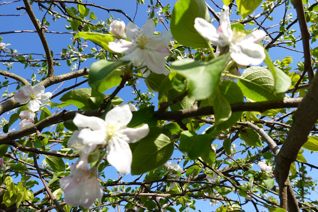 自宅の庭のリンゴの木の花