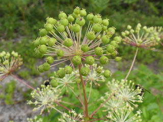 Aralia hispida - Aralie hispide - Salsepareille hispide