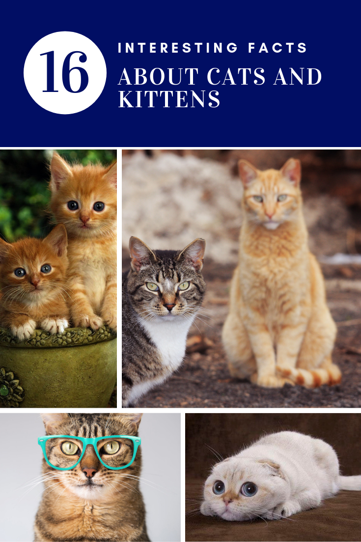 16 Amazing Cat Facts for Kids - Interesting Facts about Cats and  Kittens