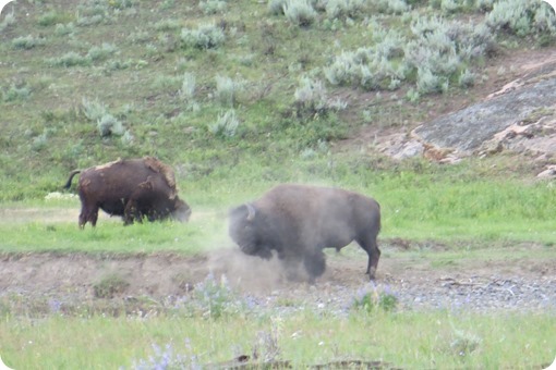 Lamar Valley Buffalo Herd