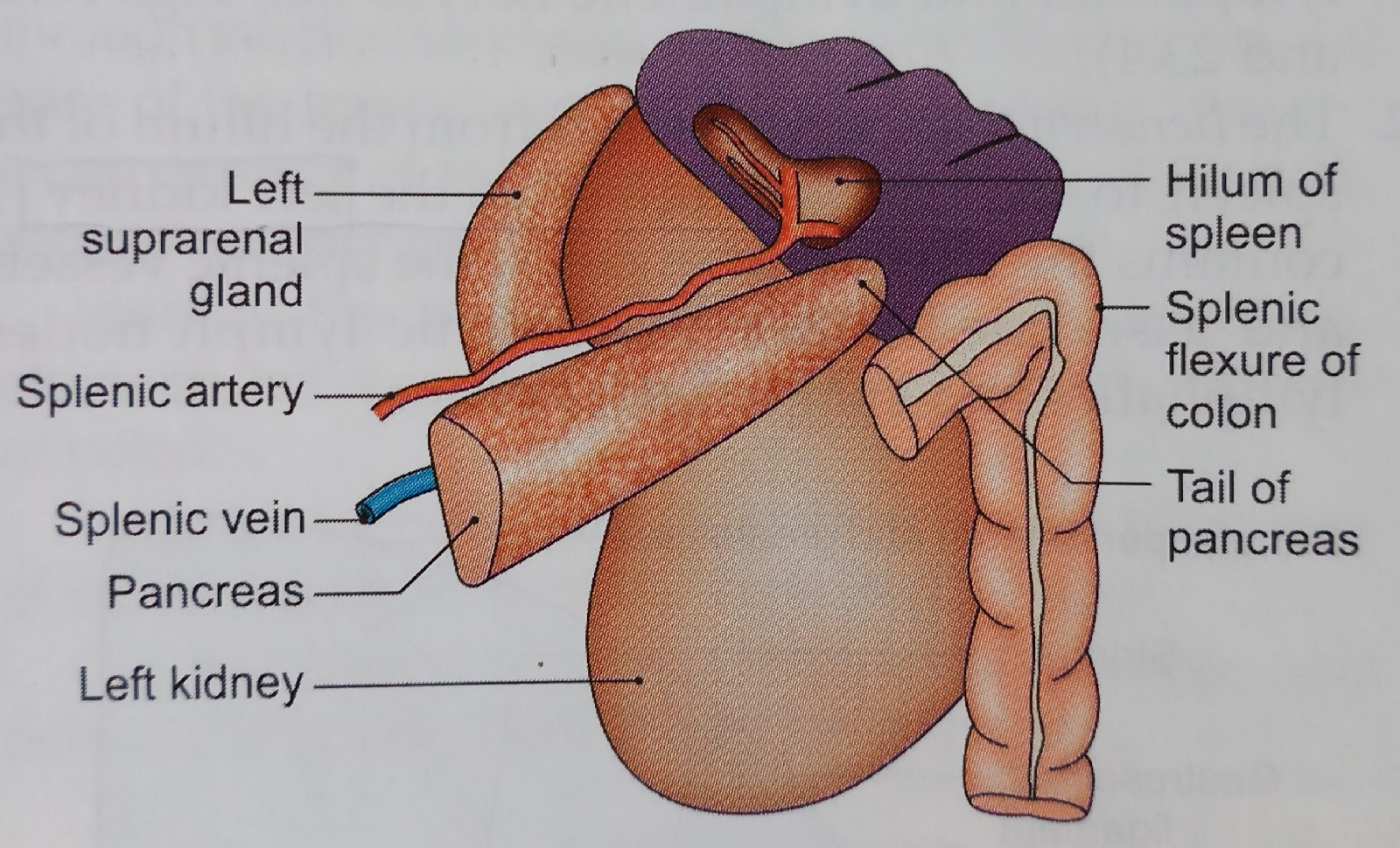 ayurvedicstudy.blogspot.com